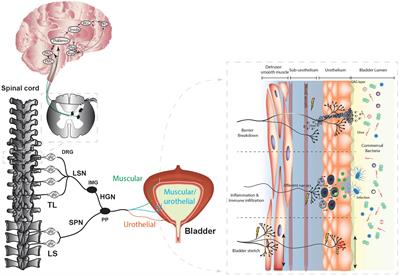 Mechanisms Underlying Overactive Bladder and Interstitial Cystitis/Painful Bladder Syndrome